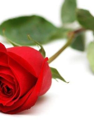 Rosa rossa con gambo