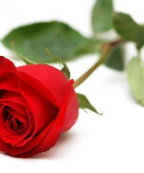 Rosa rossa con gambo