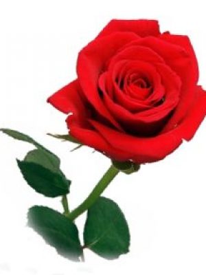 rosa rossa