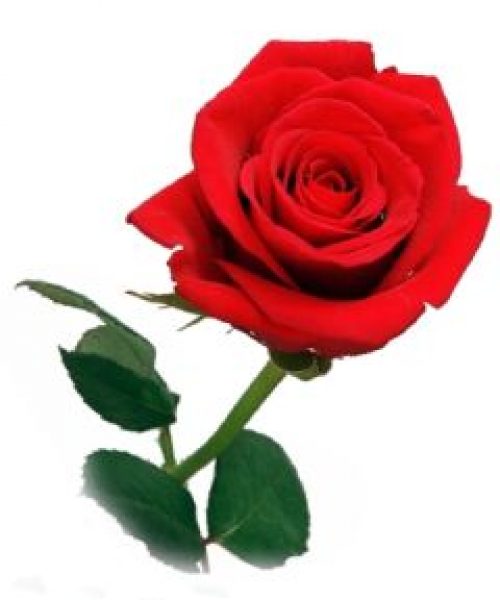rosa rossa